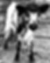 calf 2_edited.jpg