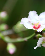 Blossom