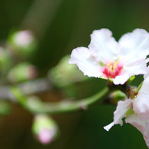 Fleur