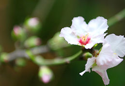 Flor