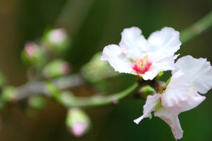 EASTER Signs of New Life