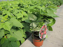 P13 rubus.jpeg