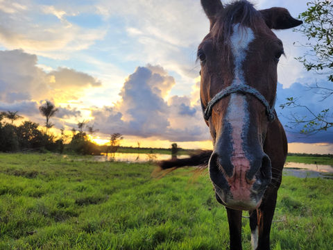 horse at sunset, rescued horses, horse in pasture