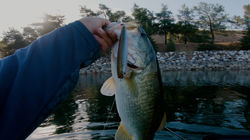 2021_07_20_summer_baits.00_06_54_10.Still009.jpg