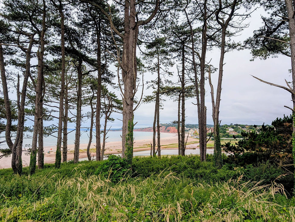 View through the iconic trees at the end of Budleigh Salterton