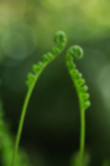 57102-close-up_2560x3865.jpeg