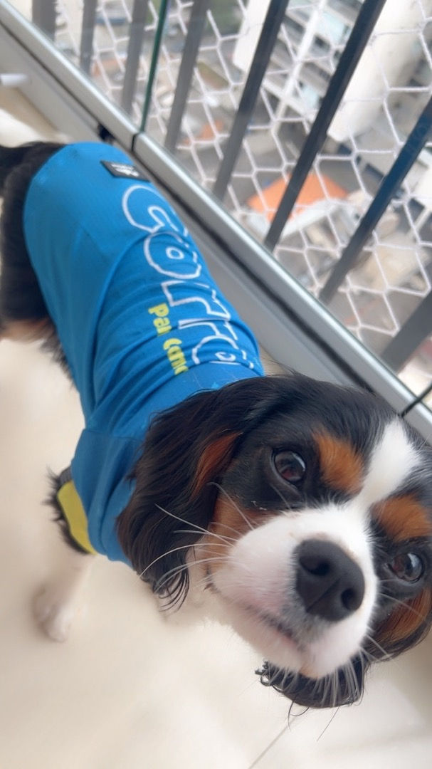 Camiseta Azul Cães modelo Corro para Comer proteção UV50+ tam. N04 - Dog Nerd