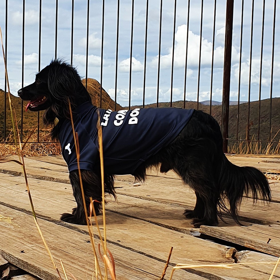 Camiseta Cães Latir+Comer+Dormir cor Preta proteção UV50+ tam. N05 - Dog Nerd