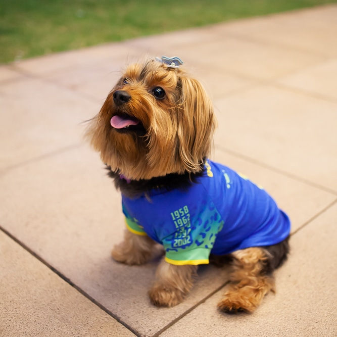 Camiseta Cães modelo Brasil Azul com proteção UV50+ tam. N02 - Dog Nerd
