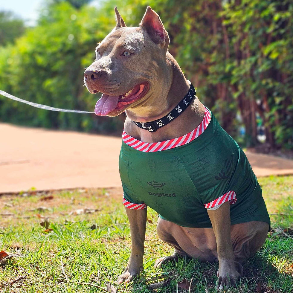 Camiseta Cães modelo Natal Rudolf com proteção UV50+ tam. N01 - Dog Nerd