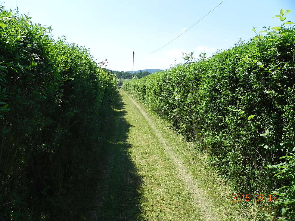 Budzów_6.JPG
