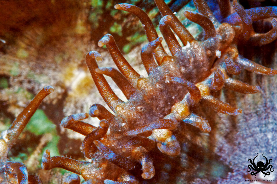 Closeup 6x coral comum em Ubatuba