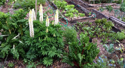 Jardin' House cultive des fleurs et des légumes pour les abeilles aussi