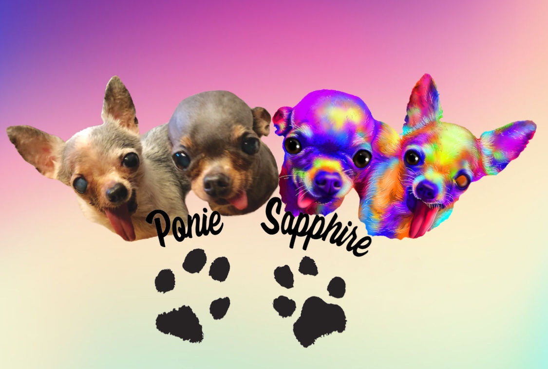 Oct 2019 - Sapphire & Ponie