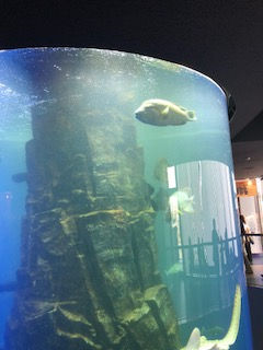 釧之助　オープン