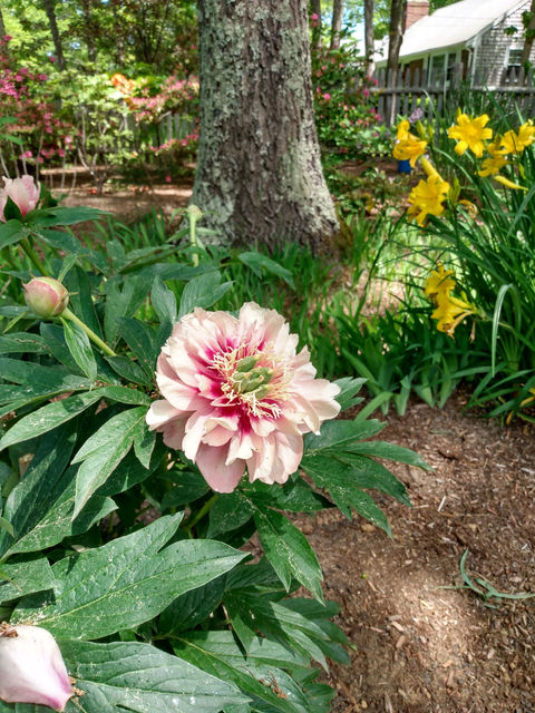 Reelin' Landscaping | Garden Party Cape Cod