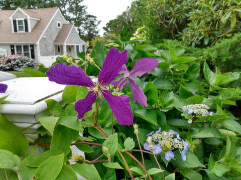 Reelin' Landscaping | Garden Party Cape Cod