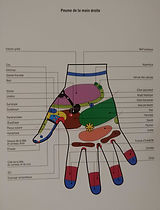 Zones palmaires en réflexologie chinoise