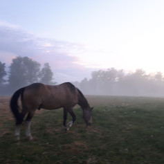 Apona Healing Ranch