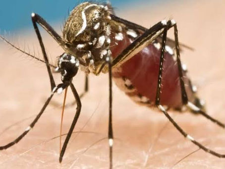 Dengue In Delhi: The danger of dengue is increasing in Delhi, know when it is more dangerous