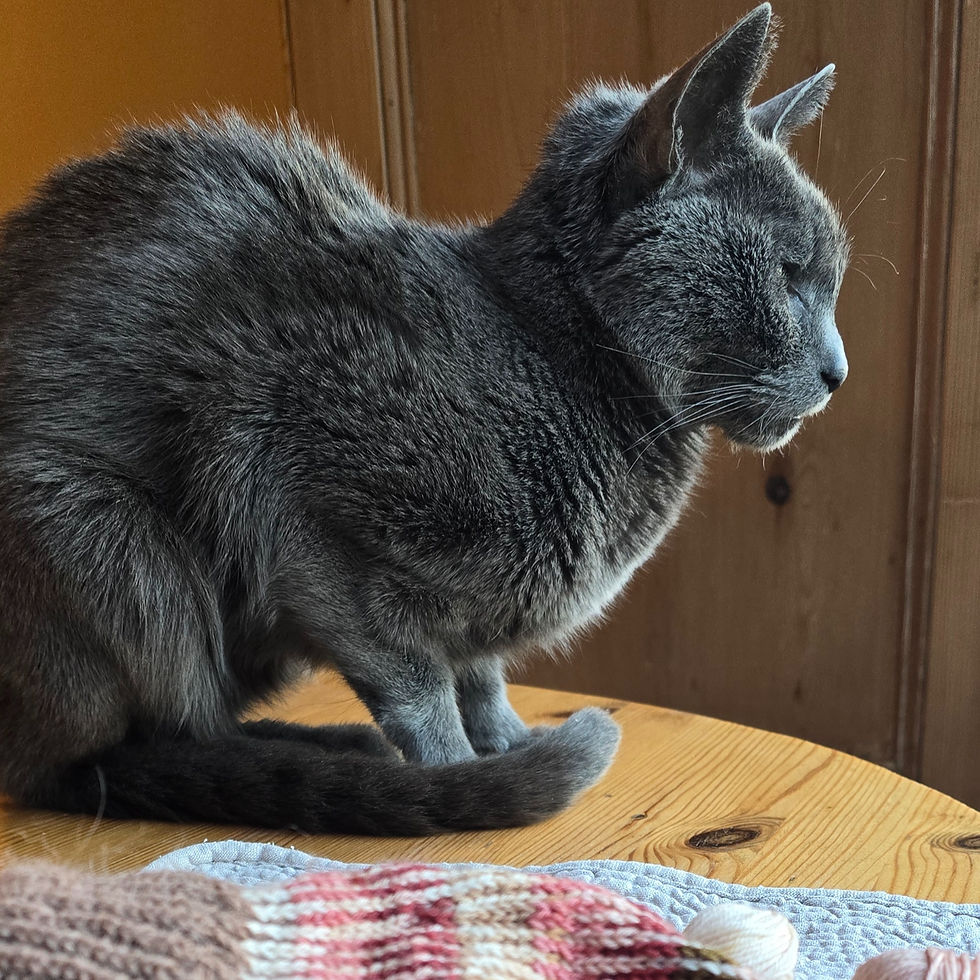 Gray cat sitting on a wooden table, eyes closed, looking calm. Knitted items in foreground, wooden wall backdrop. Peaceful mood.