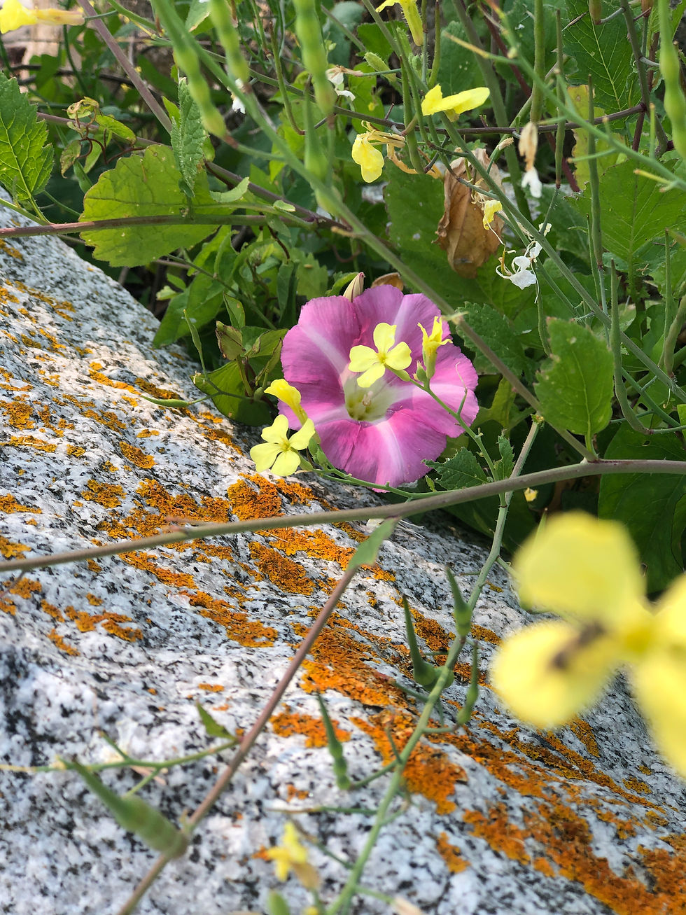 Sorrento flower 2025-2