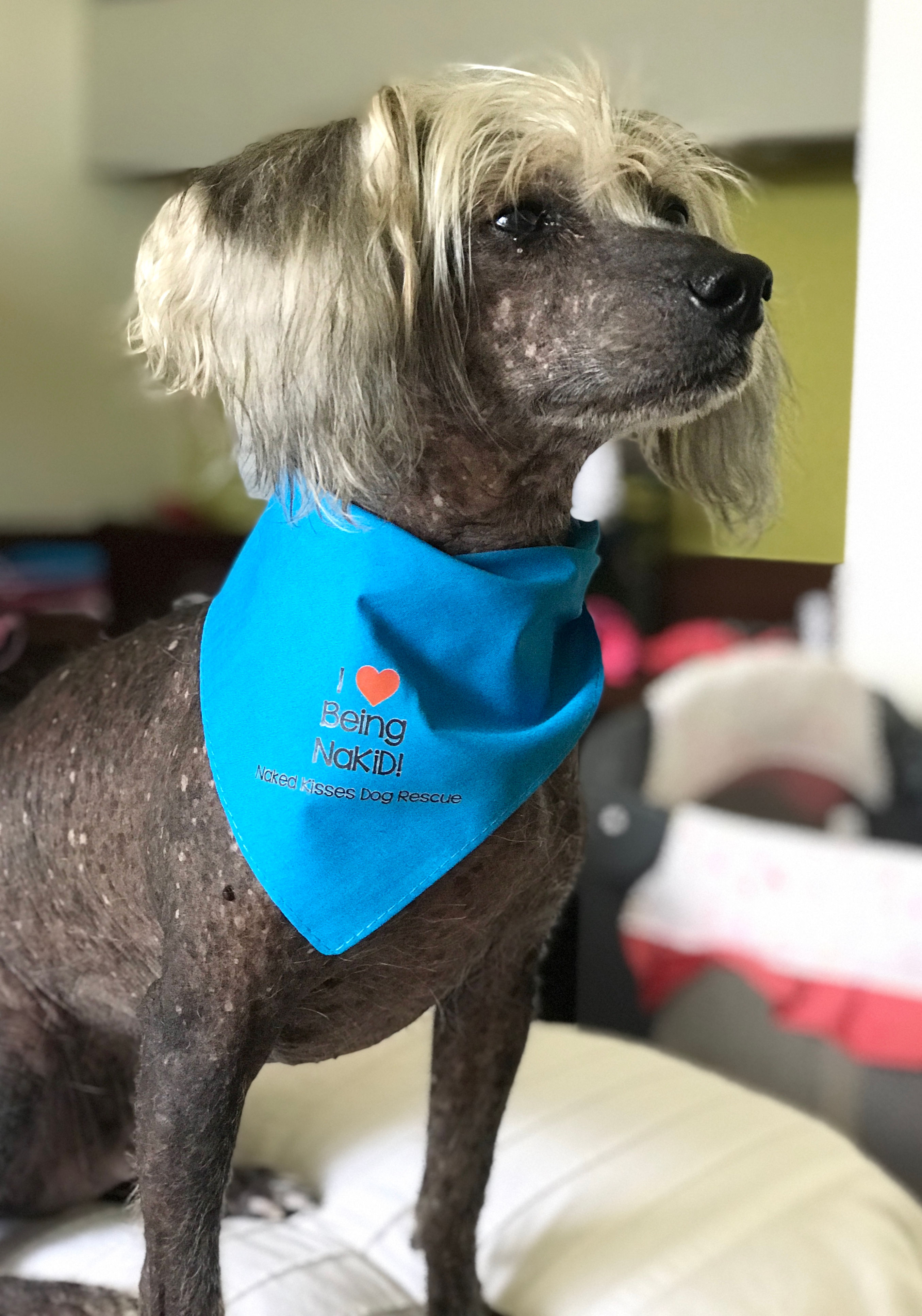 I ❤️ Being NaKiD Bandana (multiple colors)