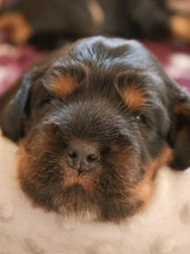 english cocker spaniel puppies, black and tan, engelsk cocker spaniel valp, valpar, uppfödare, kennel, svart och tan, tricolor, trefärgad, cocker spaniël, breeder, fokker.