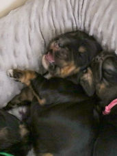 english cocker spaniel puppies, black and tan, engelsk cocker spaniel valp, valpar, uppfödare, kennel, svart och tan, tricolor, trefärgad, cocker spaniël, breeder, fokker.