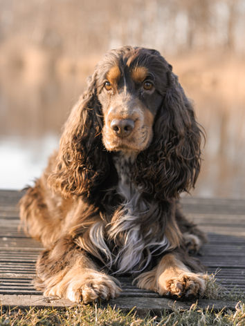 engelse cocker spaniël lever en tan leverschimmel schimmel, liver roan and tan, studdog, engelsk cocker spaniel uppfödare, brun och tan, svart och tan, uppfödare i Småland, köp engelsk cocker spaniel valp, valpar, valparna, avelshane