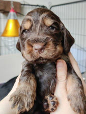 english cocker spaniel puppies, puppy, spaniel, black and tan, liver and tan, liver fungus and tan, ad vitam amicus english cocker spaniel kennel