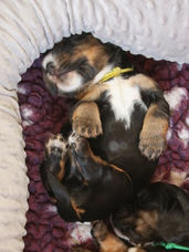 english cocker spaniel puppies, black and tan, engelsk cocker spaniel valp, valpar, uppfödare, kennel, svart och tan, tricolor, trefärgad, cocker spaniël, breeder, fokker.