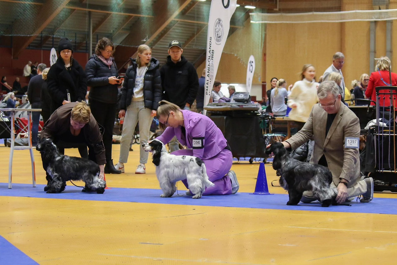 Ad Vitam Amicus Nova Vita (Evi) op de internationale hondenshow in Växjö, puppyklas