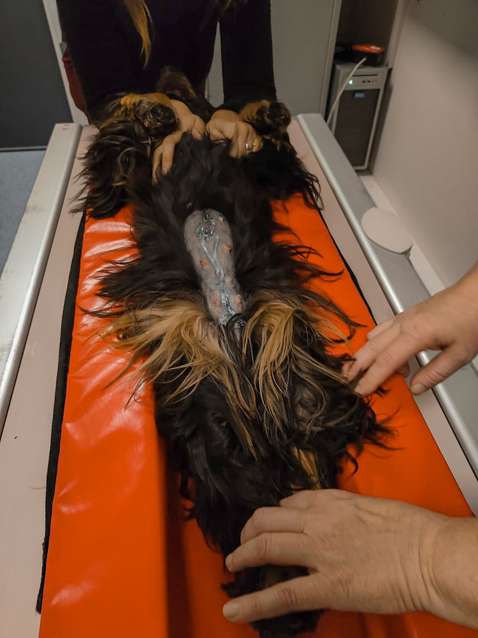 A7 Noord Dierenartsen drachten, Dierenarts, Engelse cocker spaniƫl
