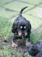 english cocker spaniel puppies, puppy, spaniel, black and tan, liver and tan, liver fungus and tan, ad vitam amicus english cocker spaniel kennel