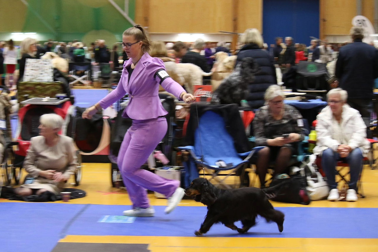 Bianca's Finca Bailey (Nola) op de internationale hondenshow in Växjö