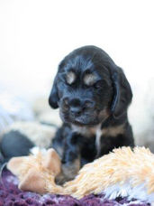 english cocker spaniel puppies, puppy, spaniel, black and tan, liver and tan, liver fungus and tan, ad vitam amicus english cocker spaniel kennel