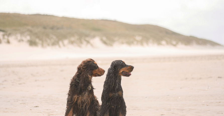 english cocker spaniel beach texel black and tan liver and tan