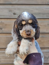 engelse cocker spaniel pups, puppy, spaniël, black en tan, lever en tan, leverschimmel en tan, ad vitam amicus engelse cocker spaniel kennel, engelse cocker spaniël lever en tan, liver roan and tan, studdog, engelsk cocker spaniel uppfödare, brun och tan, svart och tan, uppfödare i Småland, köp engelsk cocker spaniel valp, valpar, valparna, avelshane, leverschimmel schimmel, liver roan and tan, studdog, engelsk cocker spaniel uppfödare, brun och tan, svart och tan, uppfödare i Småland, köp engelsk cocker spaniel valp, valpar, valparna