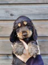 engelse cocker spaniel pups, puppy, spaniël, black en tan, lever en tan, leverschimmel en tan, ad vitam amicus engelse cocker spaniel kennel, engelse cocker spaniël lever en tan, liver roan and tan, studdog, engelsk cocker spaniel uppfödare, brun och tan, svart och tan, uppfödare i Småland, köp engelsk cocker spaniel valp, valpar, valparna, avelshane, leverschimmel schimmel, liver roan and tan, studdog, engelsk cocker spaniel uppfödare, brun och tan, svart och tan, uppfödare i Småland, köp engelsk cocker spaniel valp, valpar, valparna