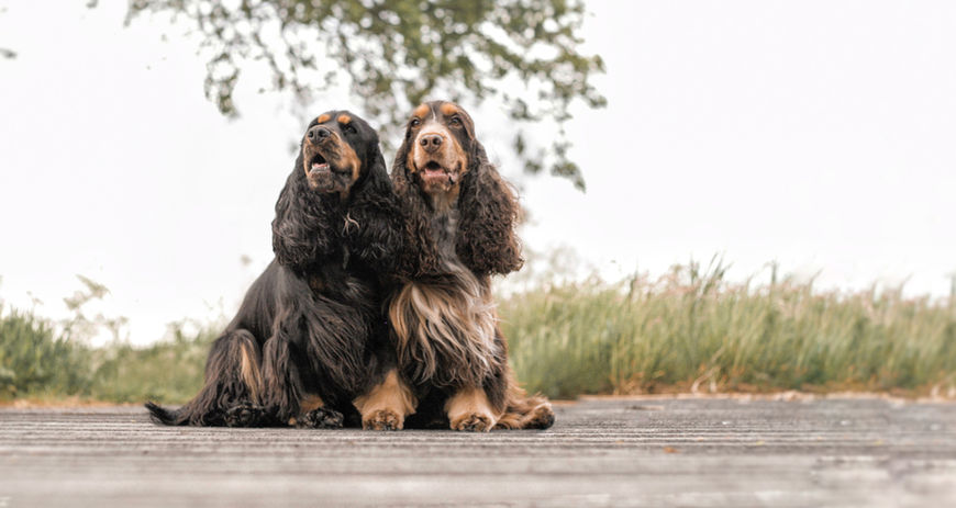 english cocker spaniel strand, black and tan liver and tan, black and tan, choco and tan, breeder, kennel, friesland