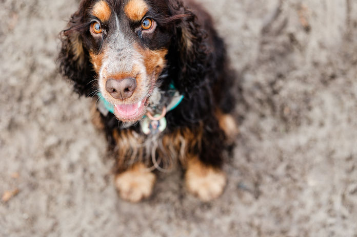 engelse cocker spaniël lever en tan leverschimmel schimmel strand kracht fotografie, engelsk cocker spaniel uppfödare, brun och tan, svart och tan, uppfödare i Småland, köp engelsk cocker spaniel valp, valpar, valparna