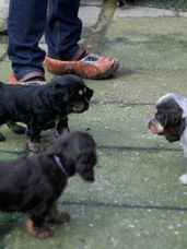 english cocker spaniel puppies, puppy, spaniel, black and tan, liver and tan, liver fungus and tan, ad vitam amicus english cocker spaniel kennel