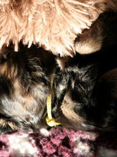 english cocker spaniel puppies, puppy, spaniel, black and tan, liver and tan, liver fungus and tan, ad vitam amicus english cocker spaniel kennel