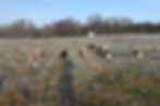 The field