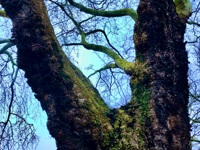 The Variant Variable