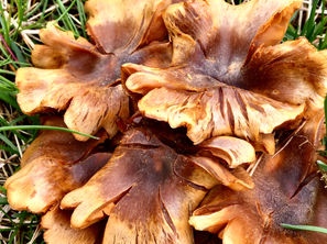 Blog Bite - Pro Investigation