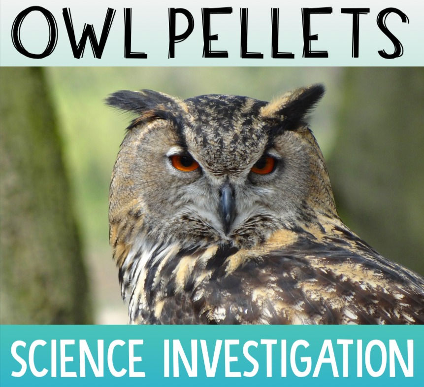 Dissecting Owl Pellets Science Investigation Lesson