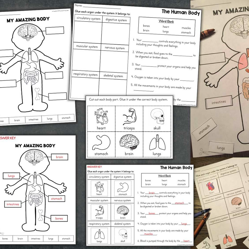 The Human Body Systems & Organs for Primary Grades Posters ...