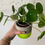 Thumbnail: Colourful Painted Concrete Plant Pot
